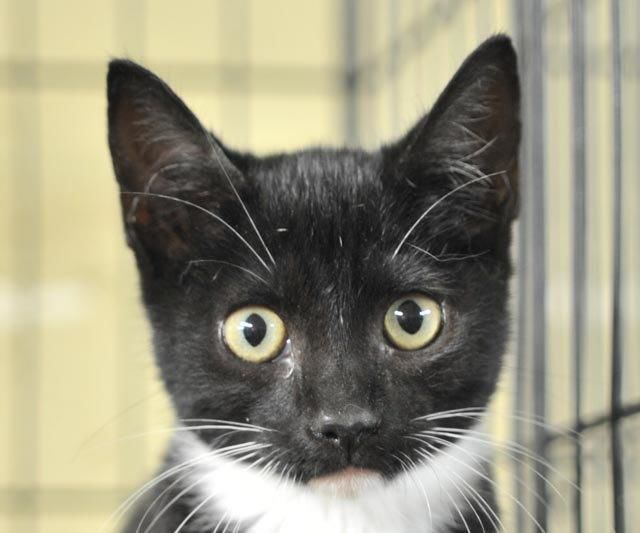 Pets that need homes Kate